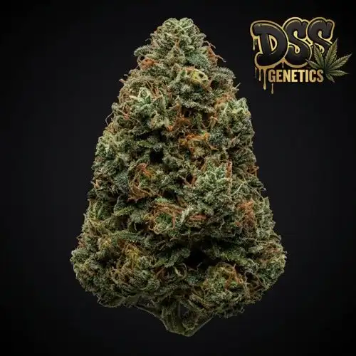 BC Big Bud grow guide