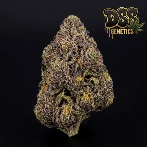 Blue Cheese grow guide