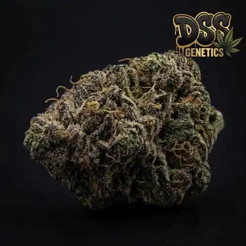 Bubba Kush grow guide