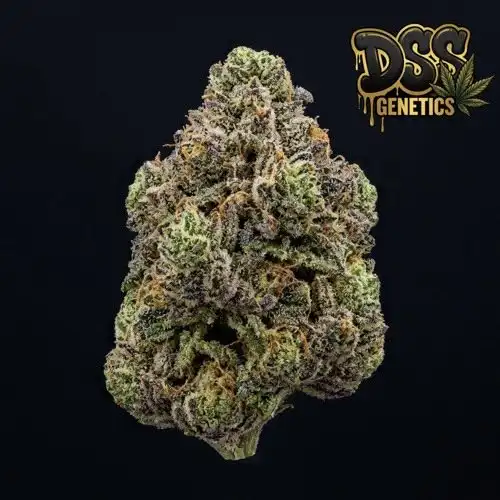 Do Si Dos grow guide