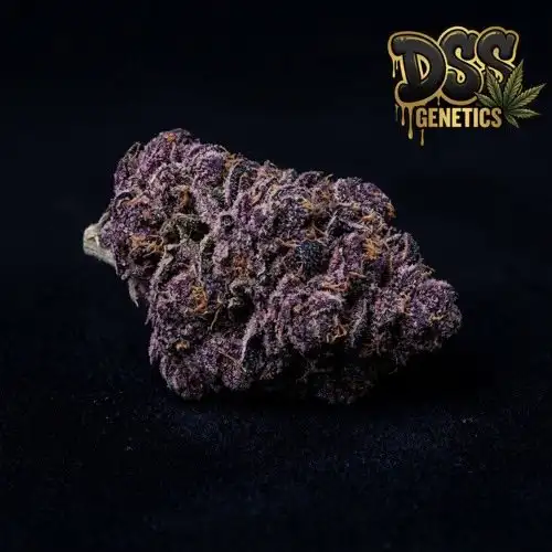 Grape Ape grow guide