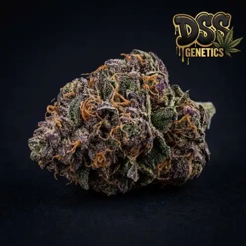 Grape Stomper grow guide