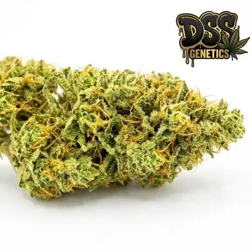 Hawaii x Maui Waui grow guide