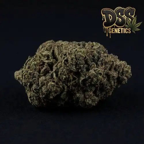 Hindu Kush grow guide