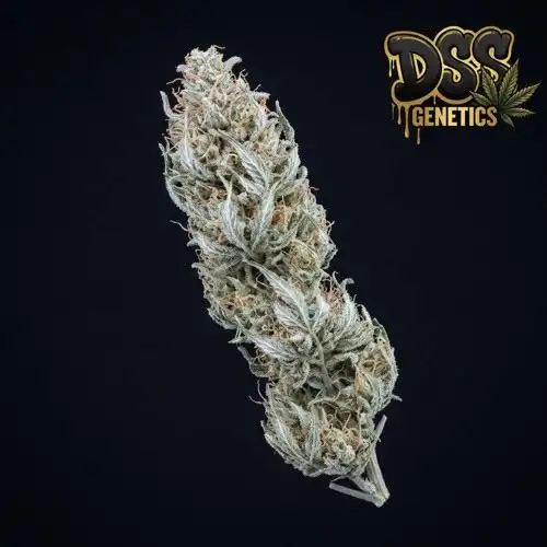 Kali Mist grow guide