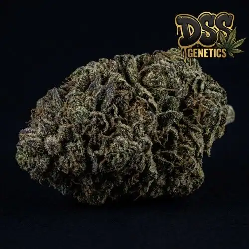 Master Kush grow guide