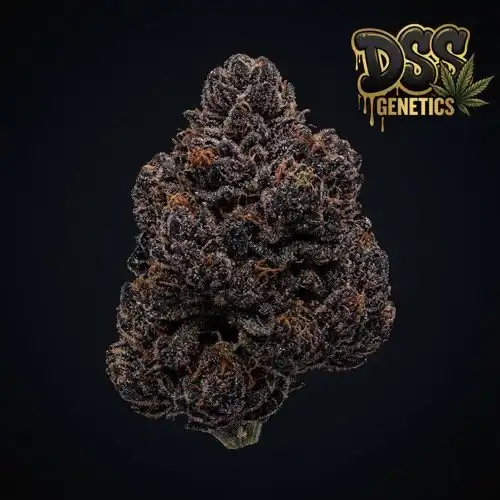 Sugar Black Rose grow guide