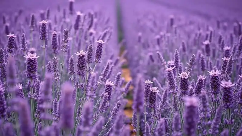 Linalool terpene guide
