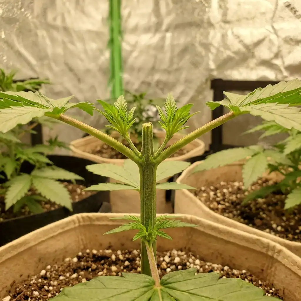 Why Train Cannabis Plants?