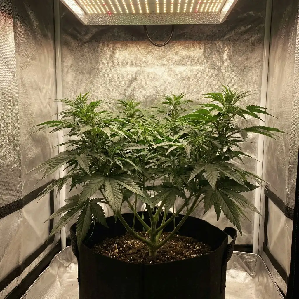 Common Veg Problems & Solutions