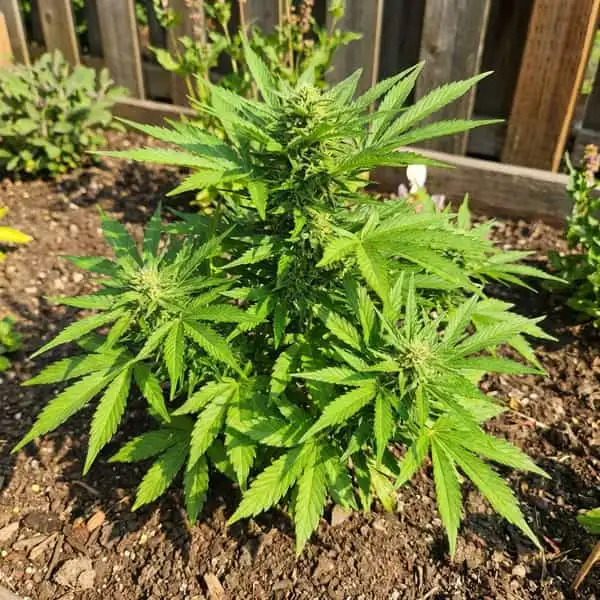 Autoflower Seeds cannabis seeds