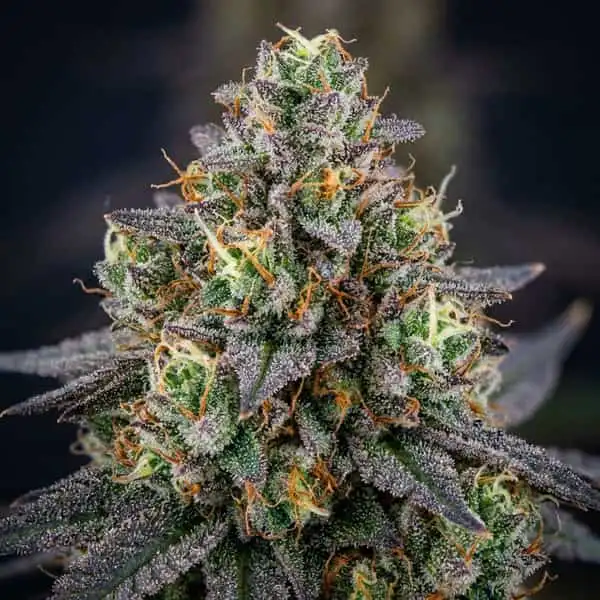 Feminized Seeds cannabis seeds