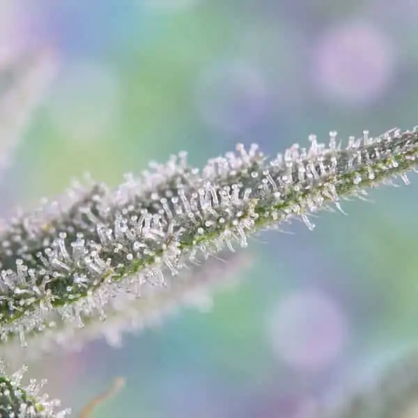 High THC cannabis seeds