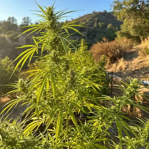 Sativa Dominant cannabis seeds