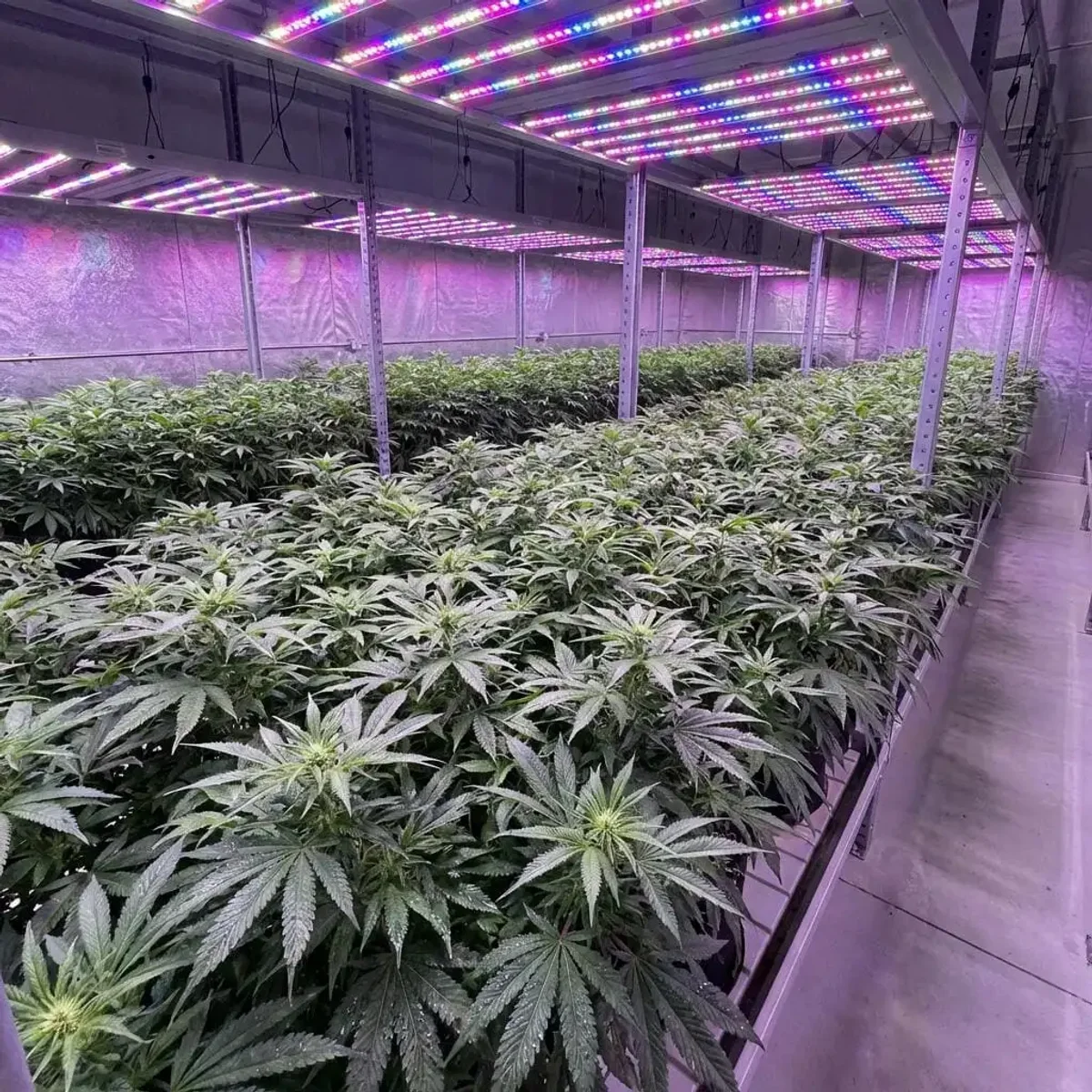 Cannabis grow room with flowering plants
