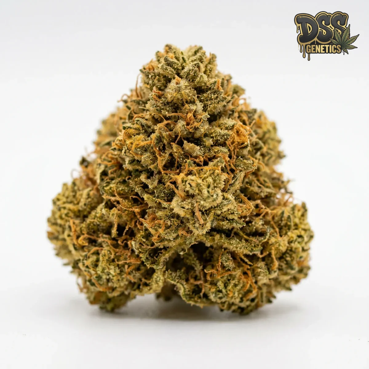 24k Gold Feminized Seeds cannabis seeds – Feminized strain