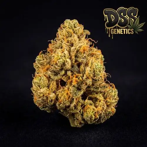 24k Gold Feminized Seeds cannabis seeds