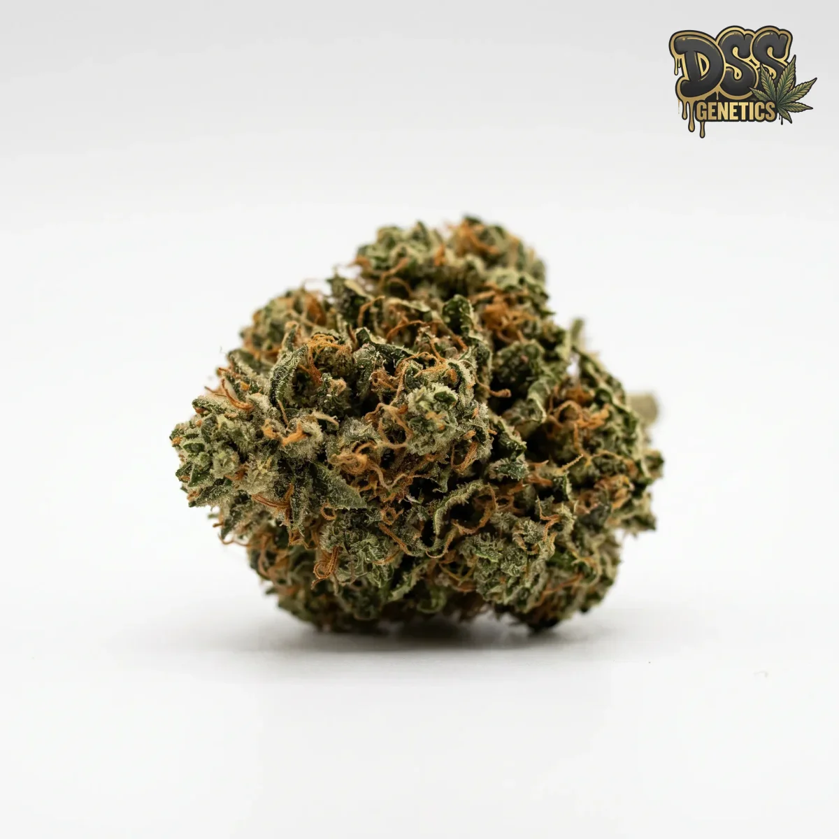 60 Days Wonder Autoflower Seeds cannabis seeds – Regular strain