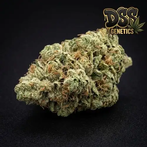 AK 47 Feminized Seeds cannabis seeds