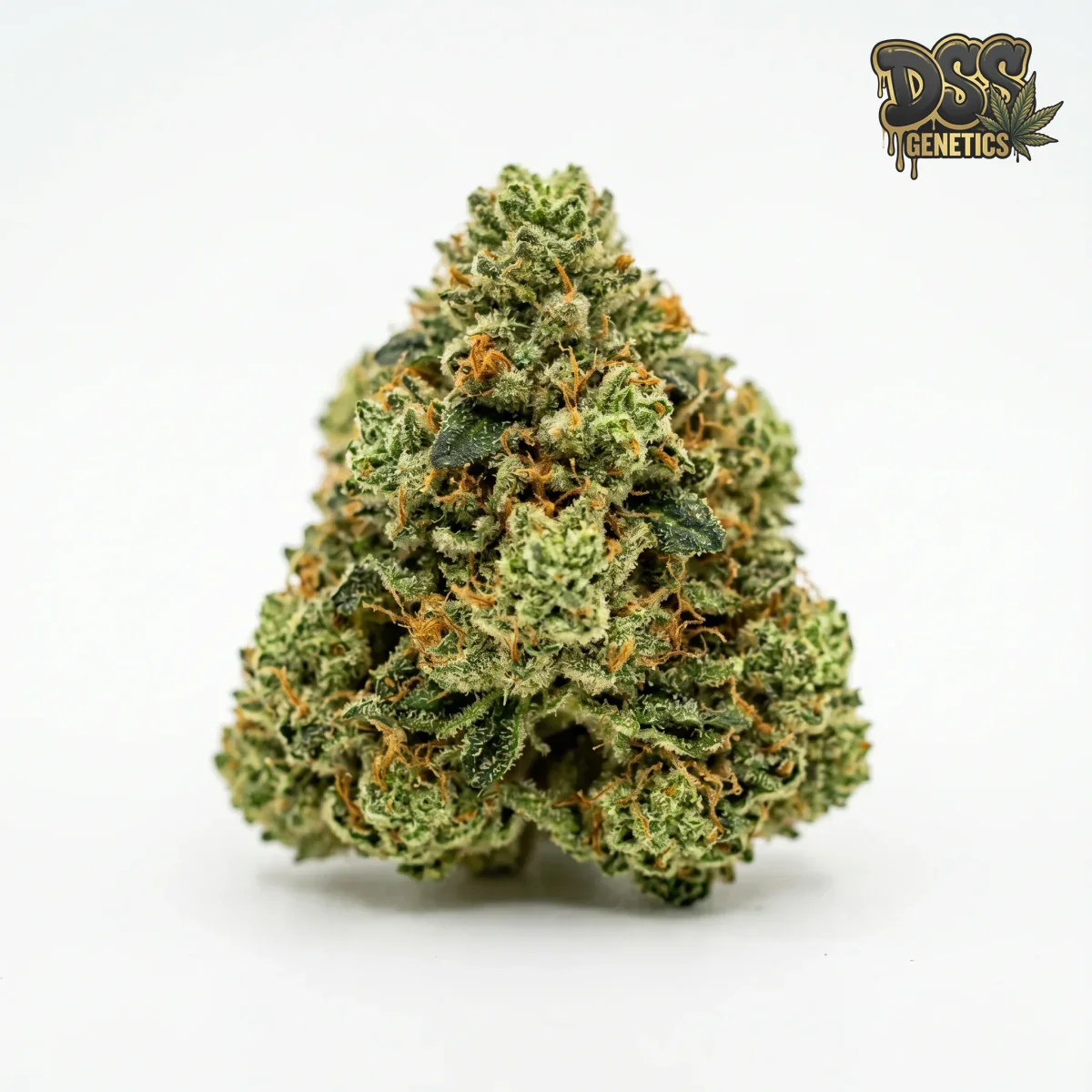 AK 47 Feminized Seeds cannabis seeds – Feminized strain