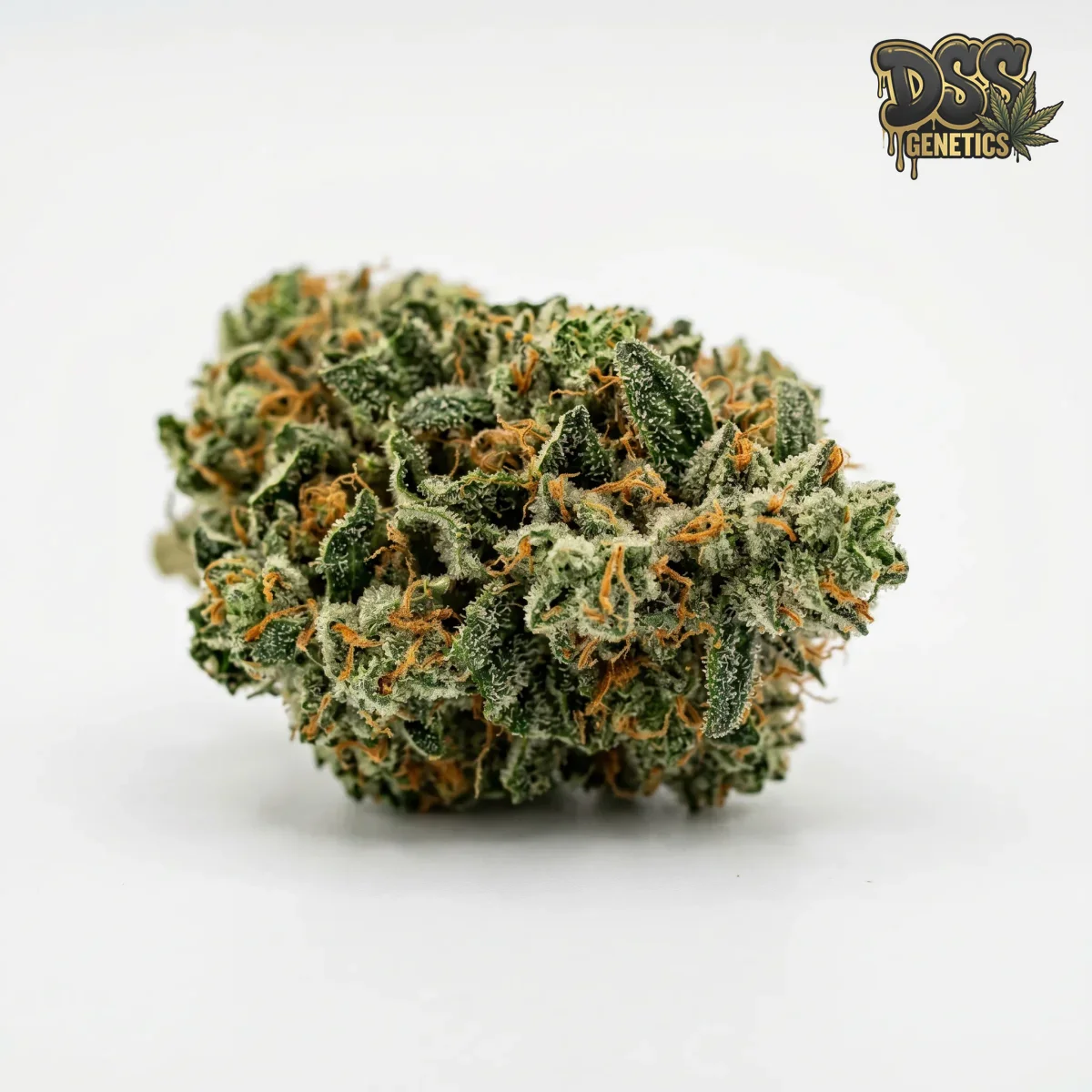 AK 47 XTRM Autoflower Seeds cannabis seeds – Regular strain