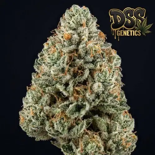 AK 47 XTRM Autoflower Seeds cannabis seeds
