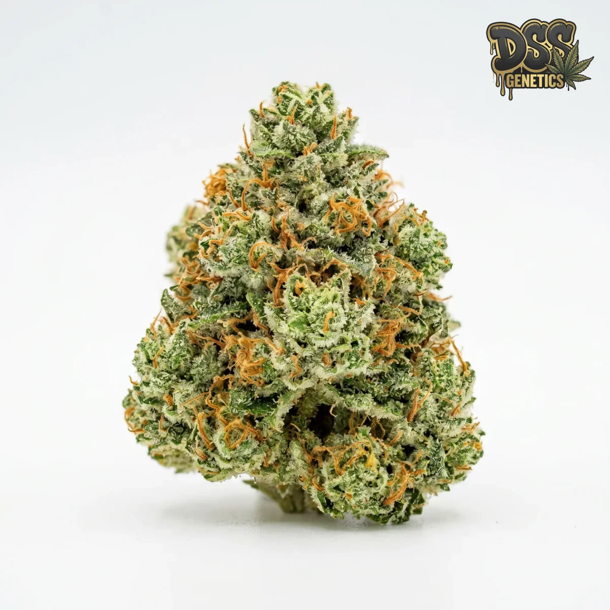 AK 47 XTRM grow guide