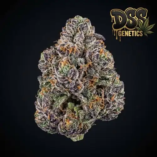 AK 47 x Sensi Star Feminized Seeds cannabis seeds