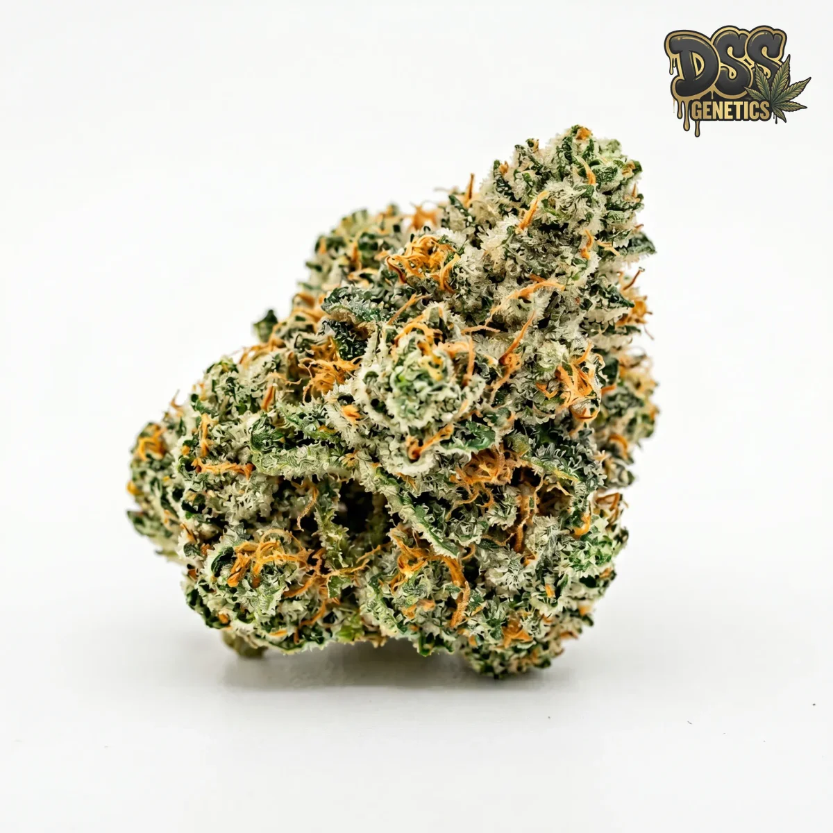 AK 47 x Sensi Star Feminized Seeds cannabis seeds – Feminized strain