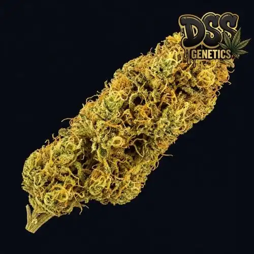 Acapulco Gold Feminized Seeds cannabis seeds