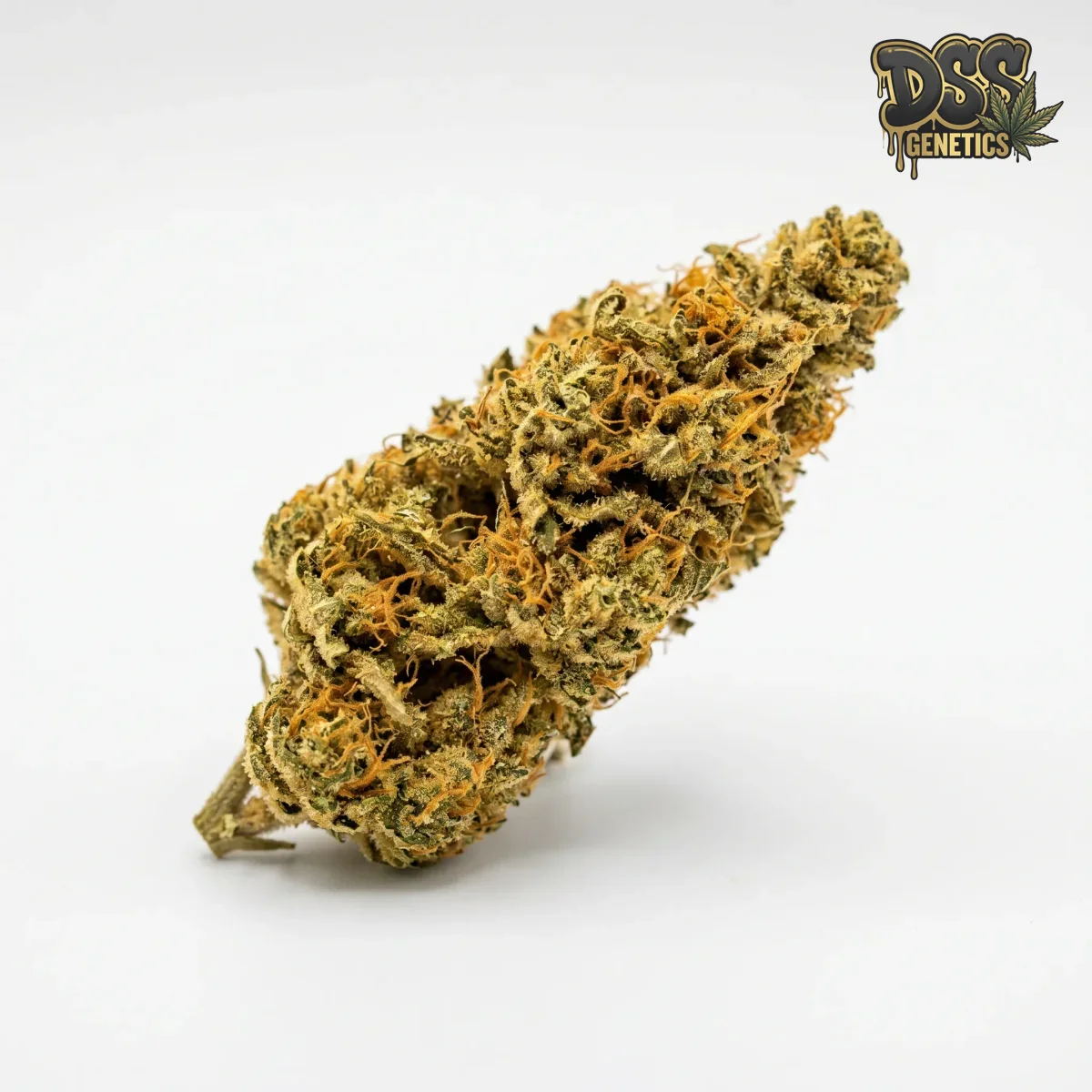 Acapulco Gold Feminized Seeds cannabis seeds – Feminized strain