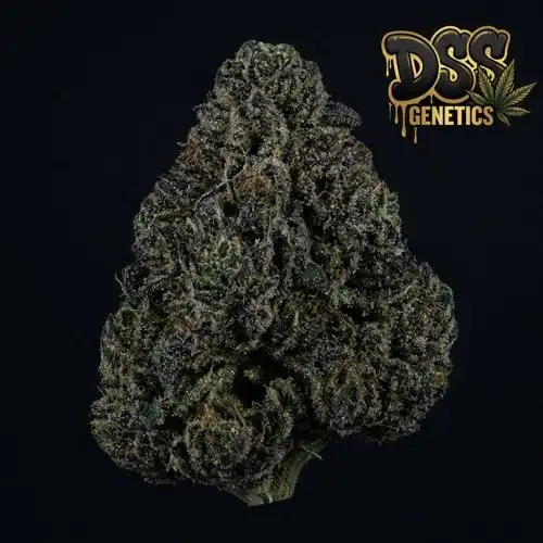 Afghan Autoflower Seeds cannabis seeds