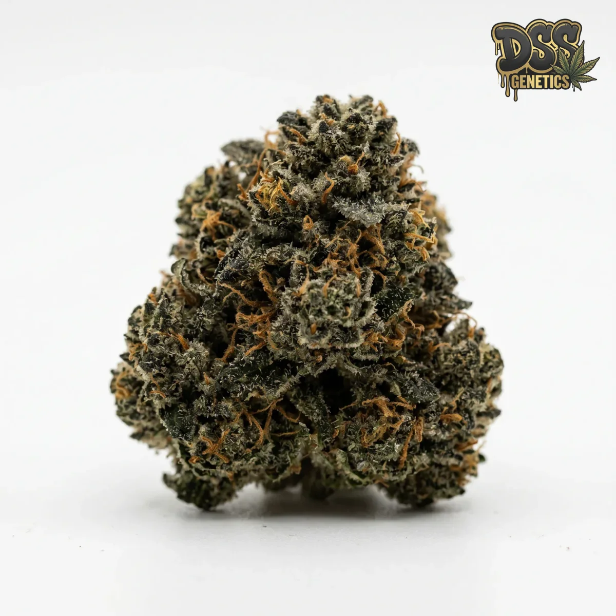 Afghan Autoflower Seeds cannabis seeds – Regular strain