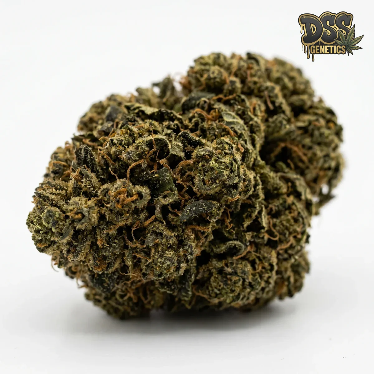 Afghan Feminized Seeds cannabis seeds – Feminized strain