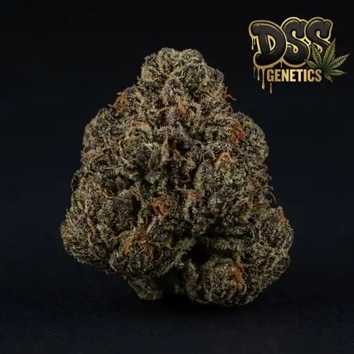 Afghan Feminized Seeds cannabis seeds