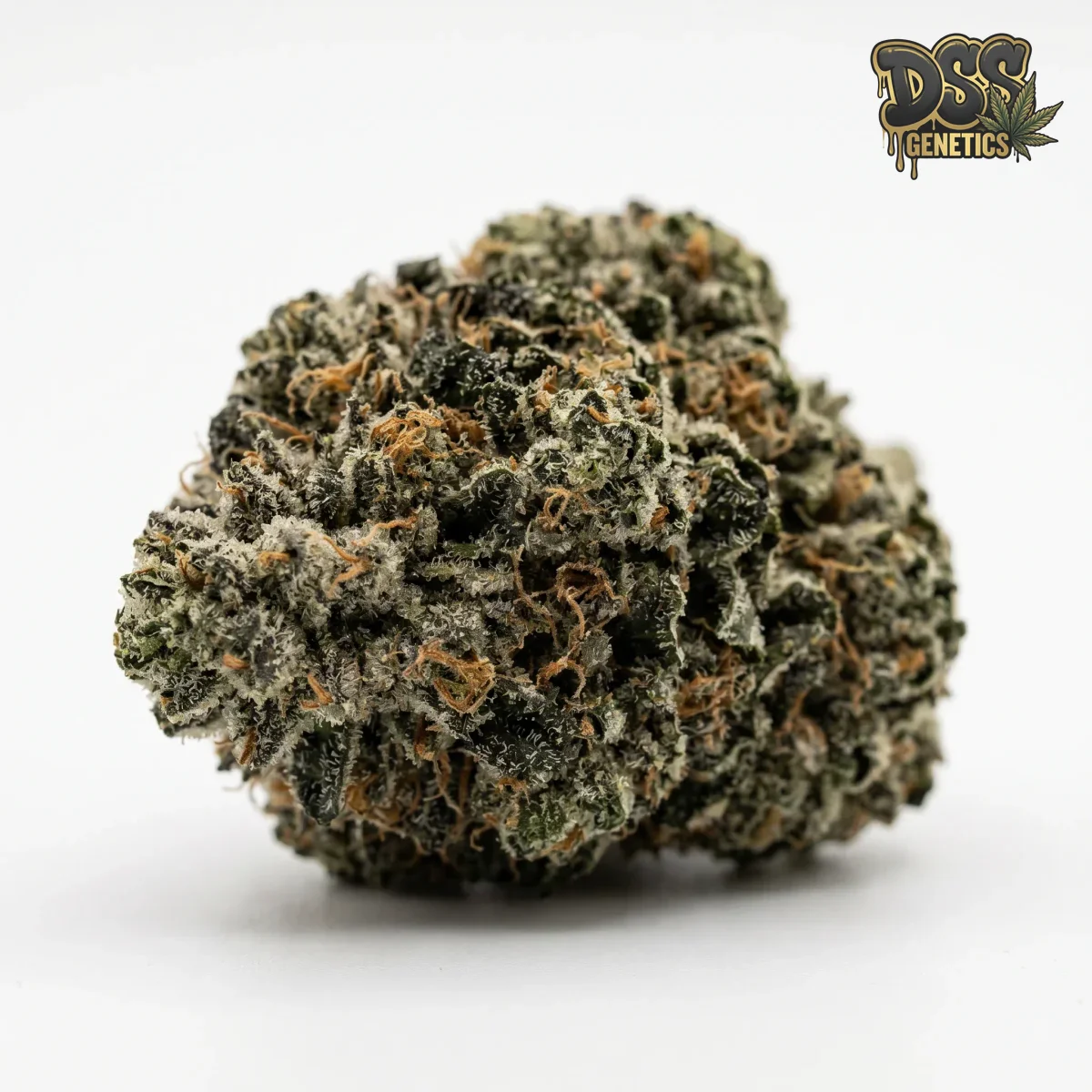 Afghan Kush Feminized Seeds cannabis seeds – Feminized strain