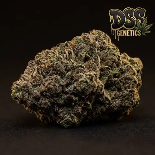 Afghan Kush Feminized Seeds cannabis seeds