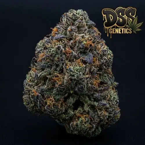 Afghani Bullrider Feminized Seeds cannabis seeds