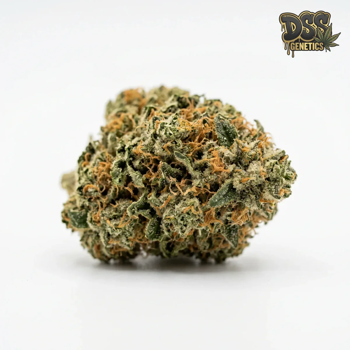 Afghani Bullrider Feminized Seeds cannabis seeds – Feminized strain