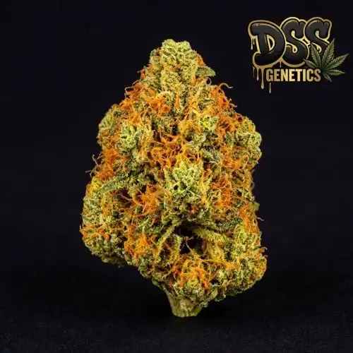 Agent Orange Feminized Seeds cannabis seeds