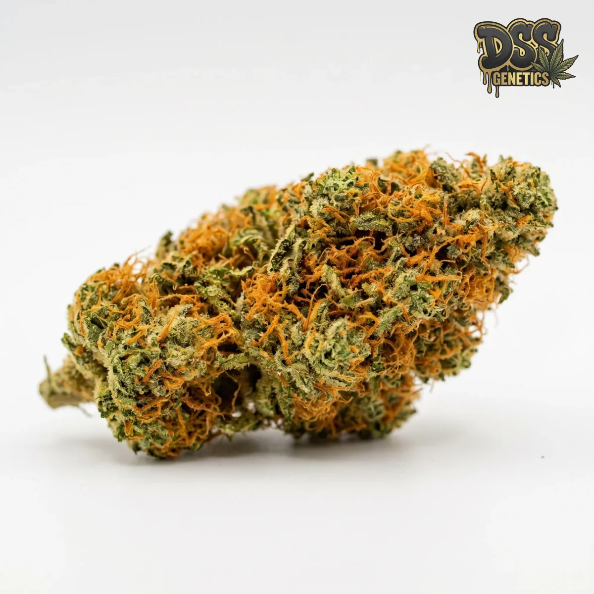 Agent Orange Feminized Seeds cannabis seeds – Feminized strain
