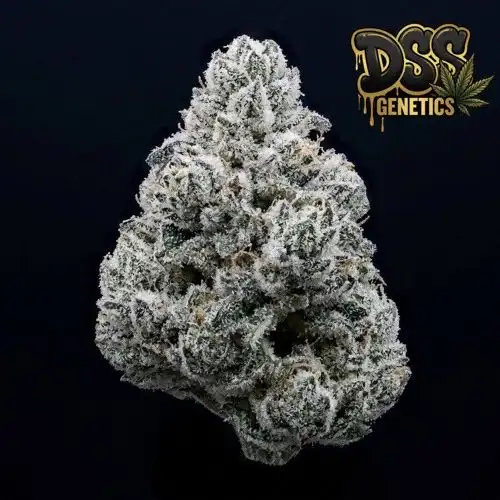 Alaskan Ice Feminized Seeds cannabis seeds