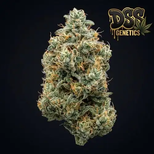 Alaskan Thunder Fuck Feminized Seeds cannabis seeds – Feminized strain