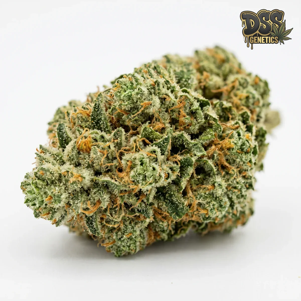 Alaskan Thunder Fuck Feminized Seeds cannabis seeds
