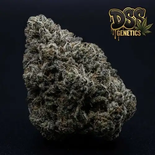 Alien Gorilla Glue Feminized Seeds cannabis seeds