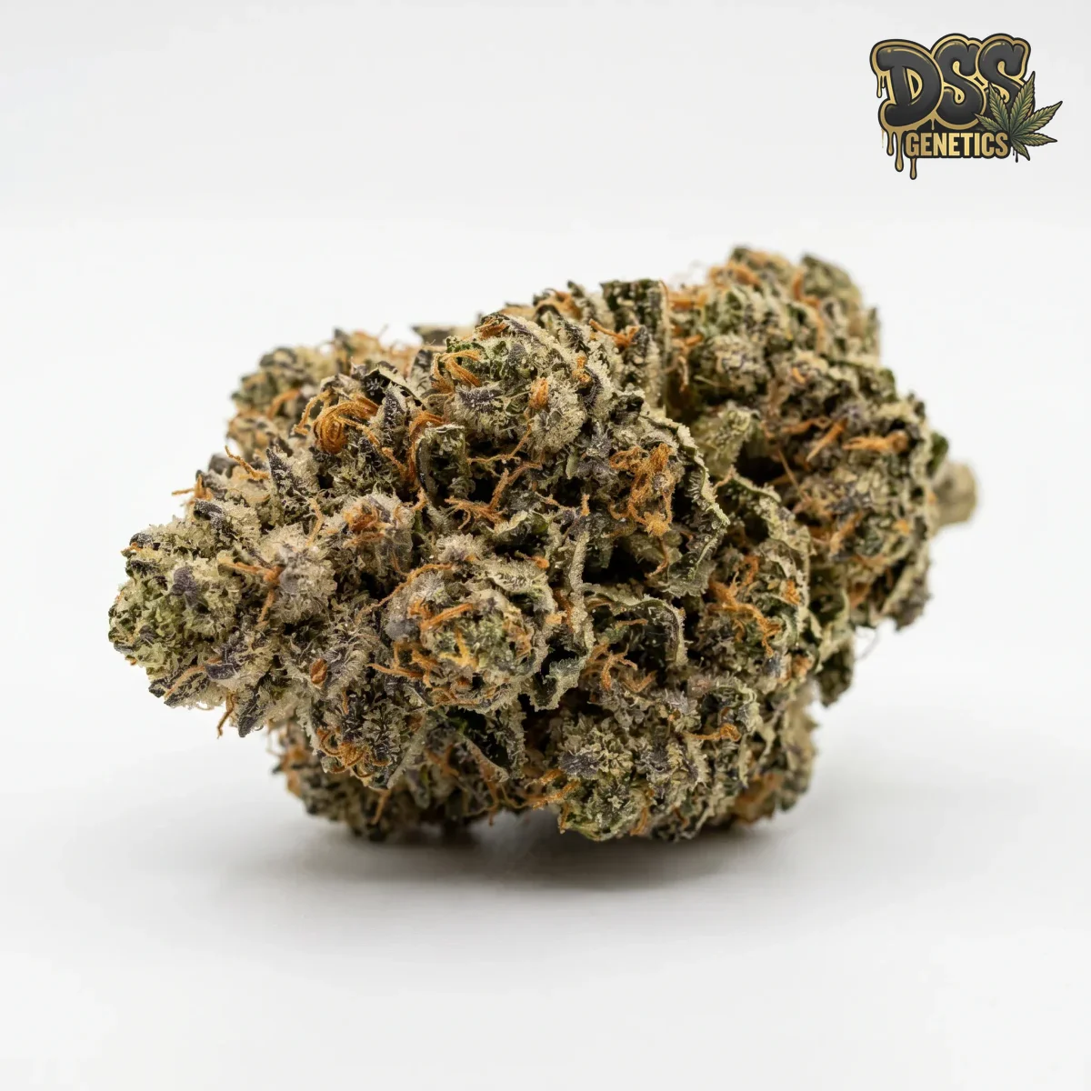 Alien Gorilla Glue grow guide