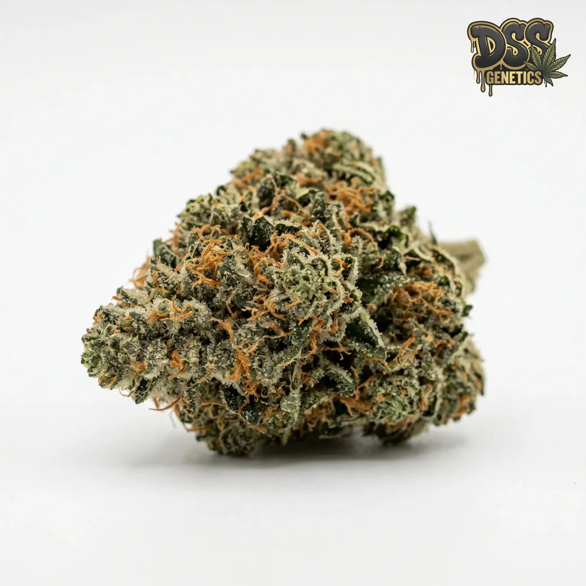 Alien OG Feminized Seeds cannabis seeds