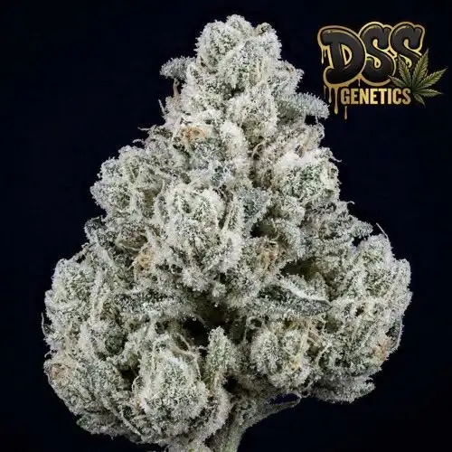 Alien Rock Candy grow guide