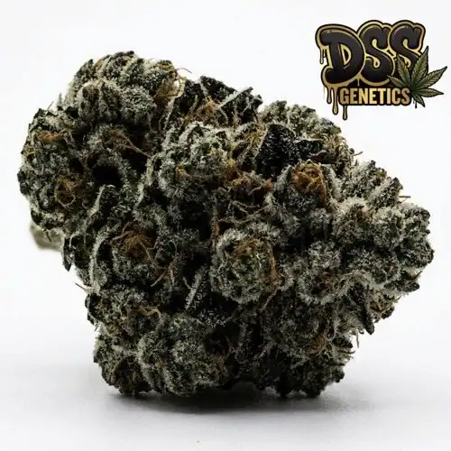 Alien Technology Feminized Seeds cannabis seeds – Feminized strain