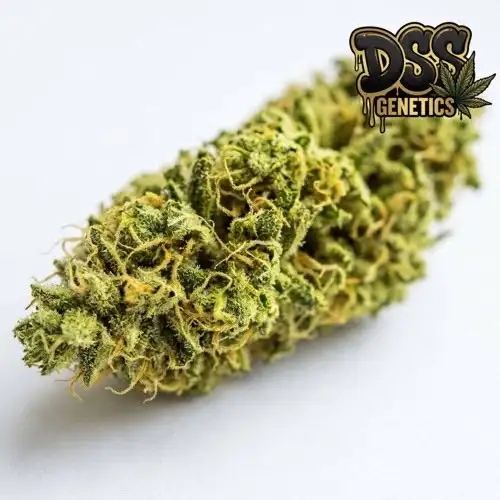 Amnesia Autoflower Seeds cannabis seeds